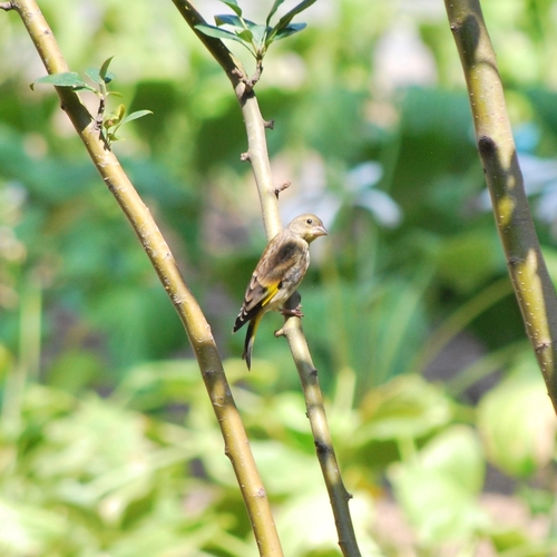 Chloris sinica