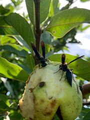Synoeca septentrionalis