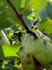 Synoeca septentrionalis