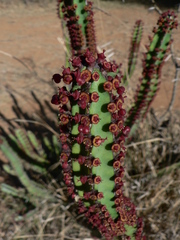 Euphorbia candelabrum