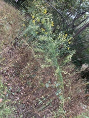Eupatorium linearifolium