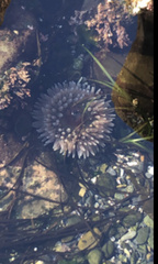 Urticina clandestina