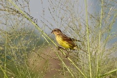 Emberiza aureola