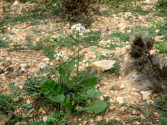 Diplotaxis erucoides