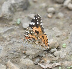 Vanessa cardui