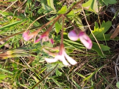 Pelargonium alchemilloides
