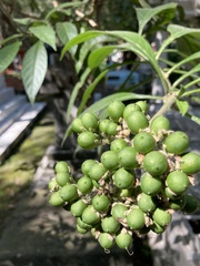 Solanum erianthum