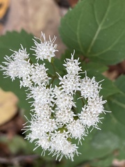 Ageratina aromatica