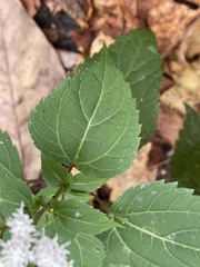 Ageratina aromatica