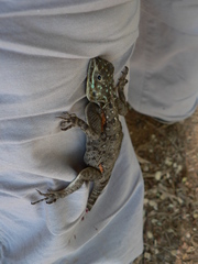 Agama lionotus