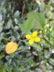 Brassica oleracea