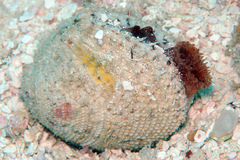 Periglypta reticulata
