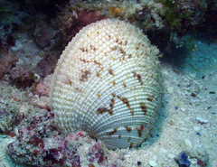 Periglypta reticulata