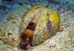 Periglypta reticulata