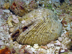 Periglypta reticulata