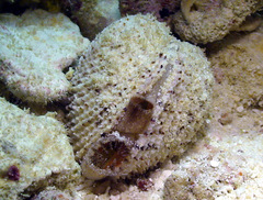 Periglypta reticulata