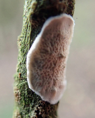 Byssomerulius corium