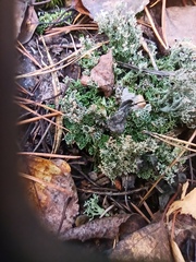 Cladonia gracilis