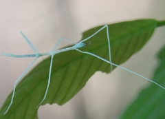 Cladoxerus