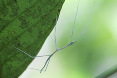 Cladoxerus