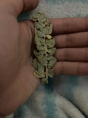 Atriplex confertifolia