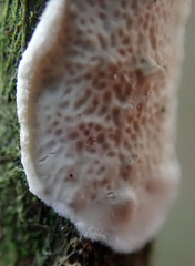 Byssomerulius corium