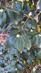Camellia japonica