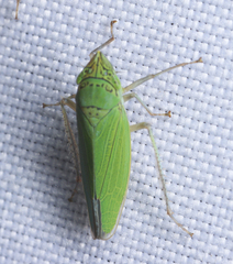 Draeculacephala inscripta