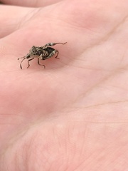 Merocoris