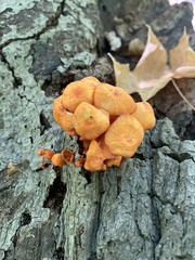 Pluteus chrysophlebius
