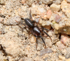 Zelotes