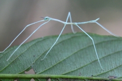 Cladoxerus