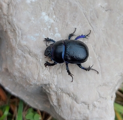 Anoplotrupes