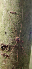 Dicranopalpus