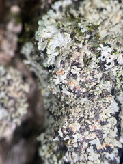 Phaeophyscia rubropulchra
