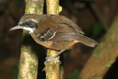 Myrmoborus myotherinus