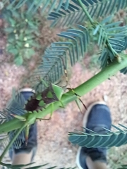 Prismatocerus prominulus