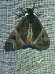 Dysschema marginalis