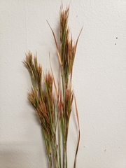 Andropogon glomeratus