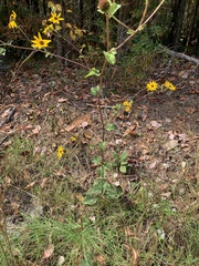 Helianthus silphioides