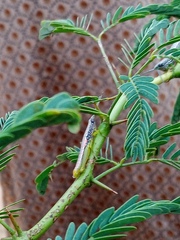 Neorthacris