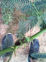 Prismatocerus prominulus