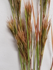 Andropogon glomeratus
