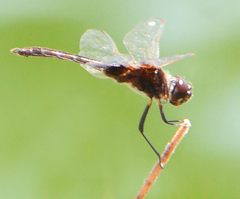Macrodiplax balteata