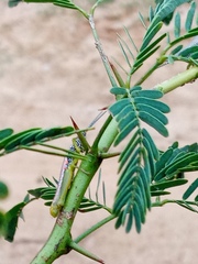Neorthacris