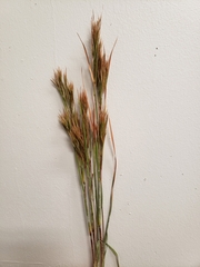 Andropogon glomeratus
