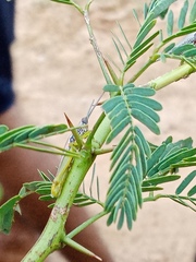 Neorthacris