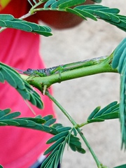 Neorthacris