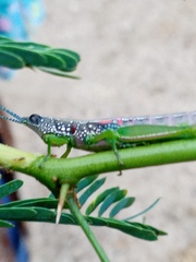 Neorthacris