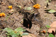 Heraclides anchisiades